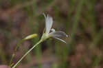 Shortleaf rose gentian